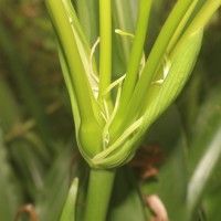 Crinum moorei Hook.f.